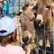 Villa Suzi - Family Farm Stay with Donkeys, Pool and Sea View near Rijeka