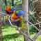 Suite Aracari, clim, balneo, terrasse - Parc des Oiseaux
