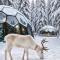 SKOG Aurora Glass Igloos