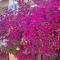 Bouganvillea