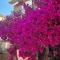 Bouganvillea