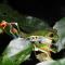 Rio Celeste Backpackers