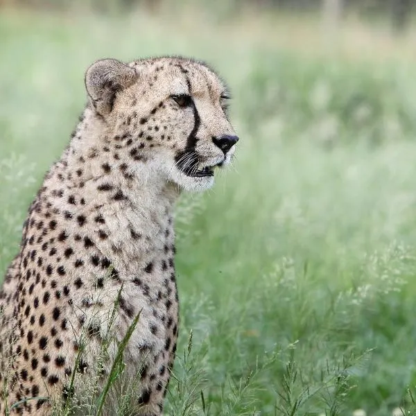 Emdoneni Lodge with Zululand Cat Conservation Project, hotel in Hluhluwe