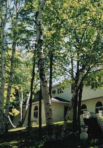 White Birch Inn, hótel í Algoma