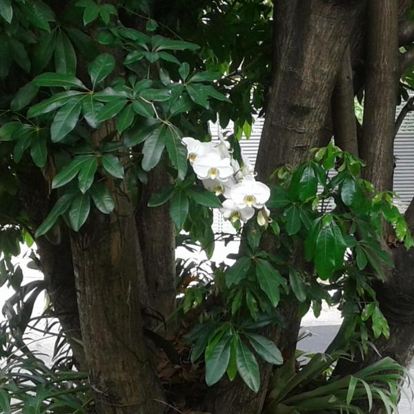 Jardim Leonor SUÍTE SÓ PARA MULHERES Profissionais da Saúde Hospital Einstein Morumbi - Foto 5