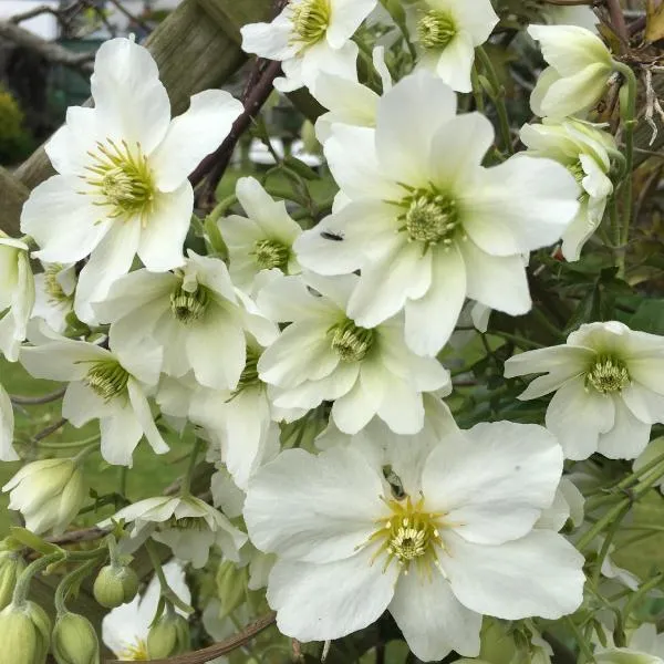 Clematis House Gloucester Road, hotel a Cheltenham