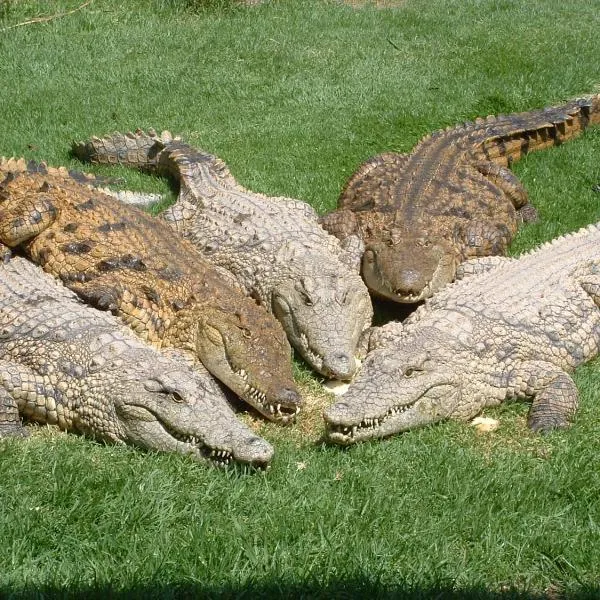 Crocodile Lodge cc, hotell i Olifantsfontein