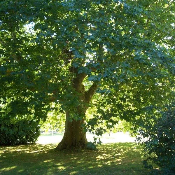 Le Platane, viešbutis mieste Lafrançaise