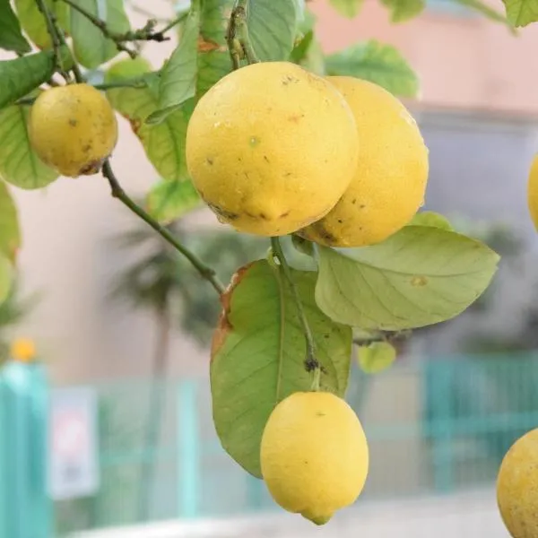 Il Giardino Dei Limoni, hotel a Gaeta