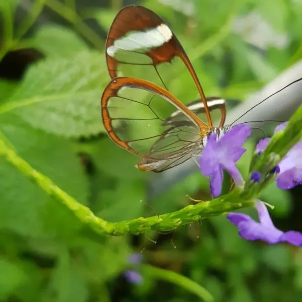 The Butterflies Wood House, hotell i Tirat Ẕevi