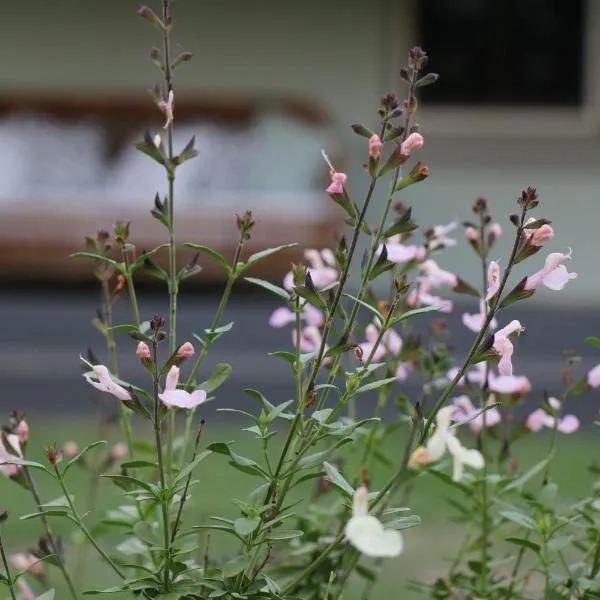 Serendipity on Allyn, hotel in Salisbury