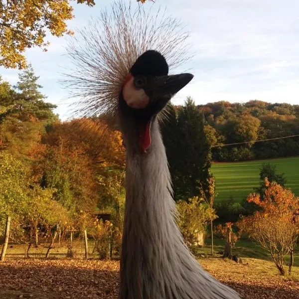 Angelina et ses animaux, hotel Lohéacban