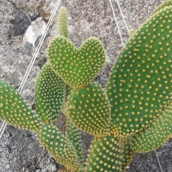 미스테르비앙코에 위치한 호텔 Mauripe