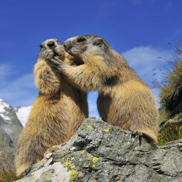 Wohnung Zur Post, Hotel in Bruck an der Großglocknerstraße