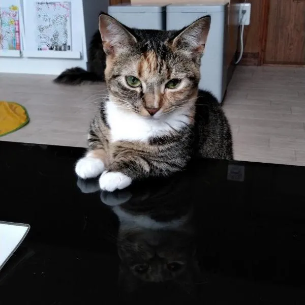 Cat Cafe & Stay Cultus's Home, hotel v destinaci Otaru