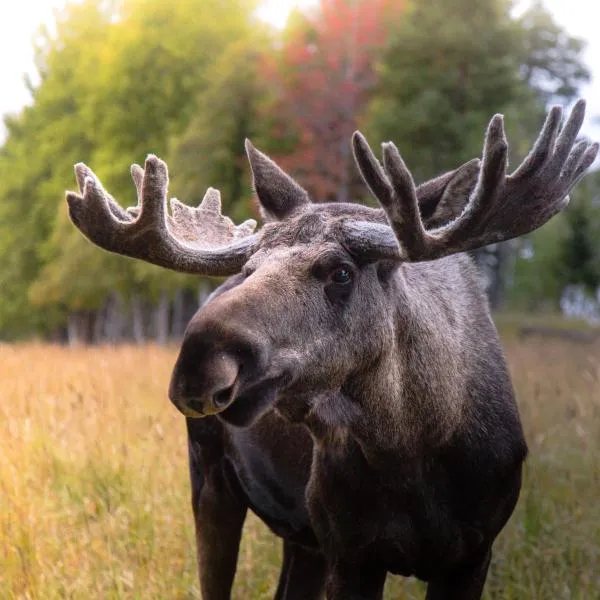 Moose Garden, hotelli kohteessa Hallen