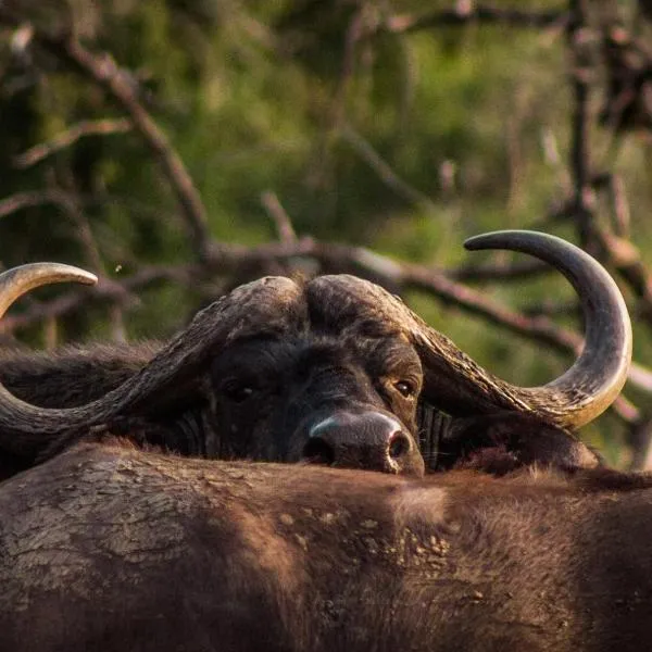 Mpeti Lodge, hotel en Pongola Game Reserve