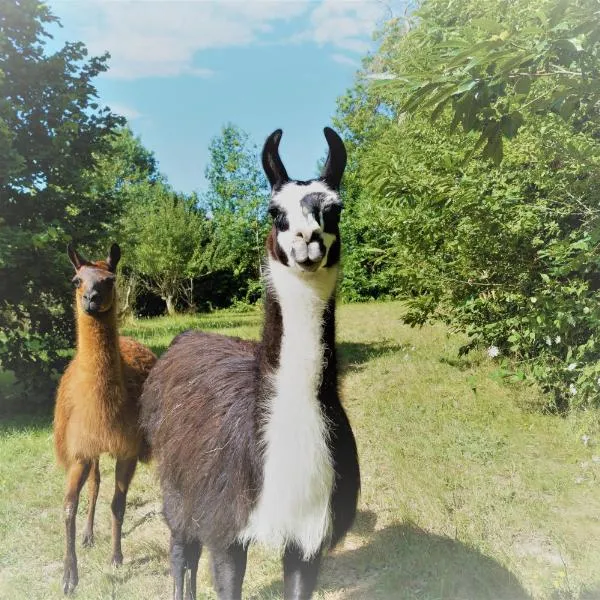 Loire Valley Llama Farm Stay, hotel in Aubigné-Racan