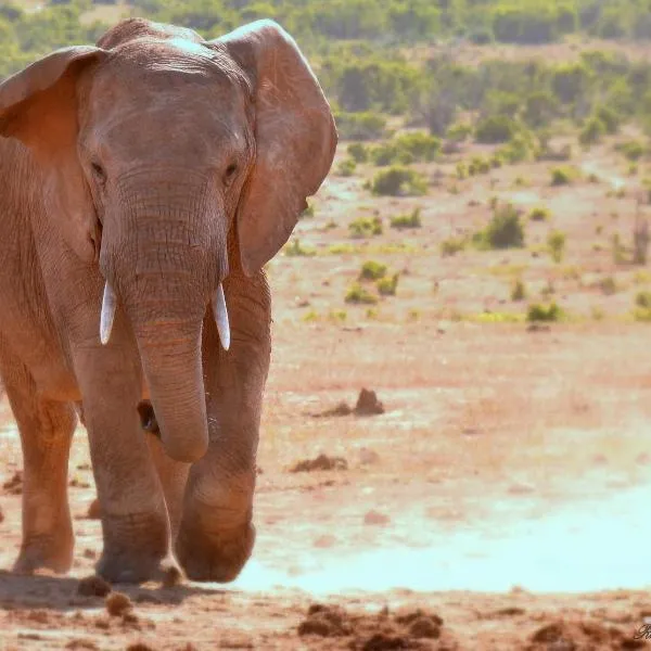 Addo Elephant Safari Lodge - Bellevue Forest Reserve, hotel v destinaci Paterson
