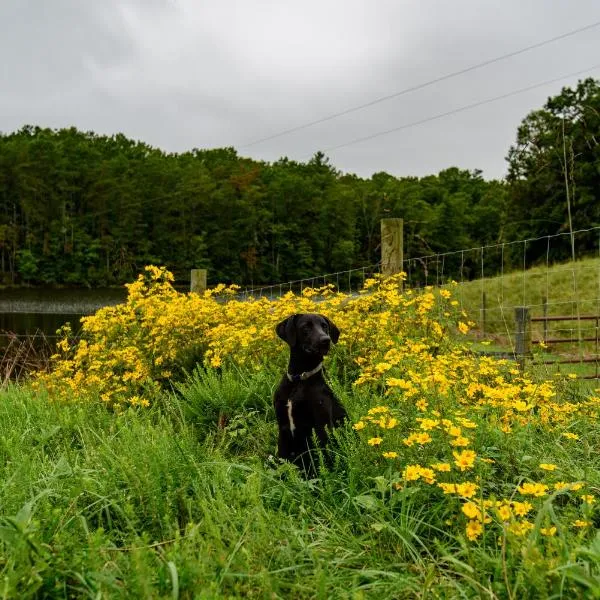 Wolf Creek Farm B&B and Motorcycle Manor at Wolf Creek Farm, LLC, מלון בArarat