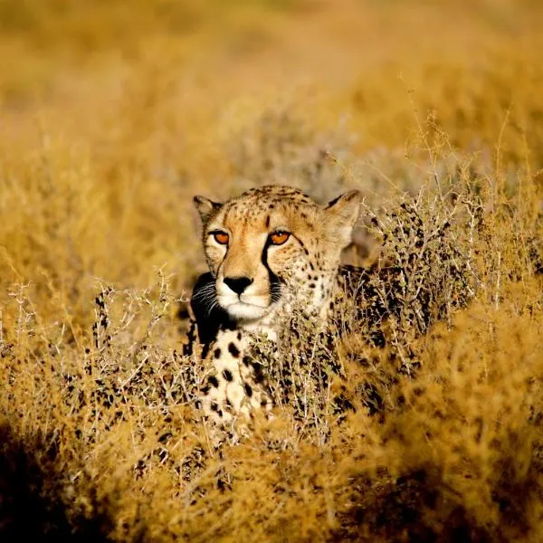 Inverdoorn Game Reserve Lodge, hotel in Breede River DC