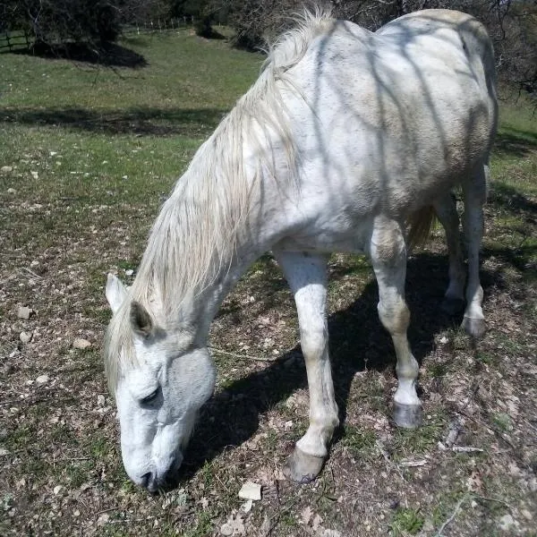 Magrignano tra animali e natura, hotel in Anqua