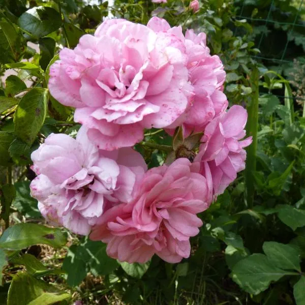 Gites de la Haie, Hotel in Plouégat-Moysan