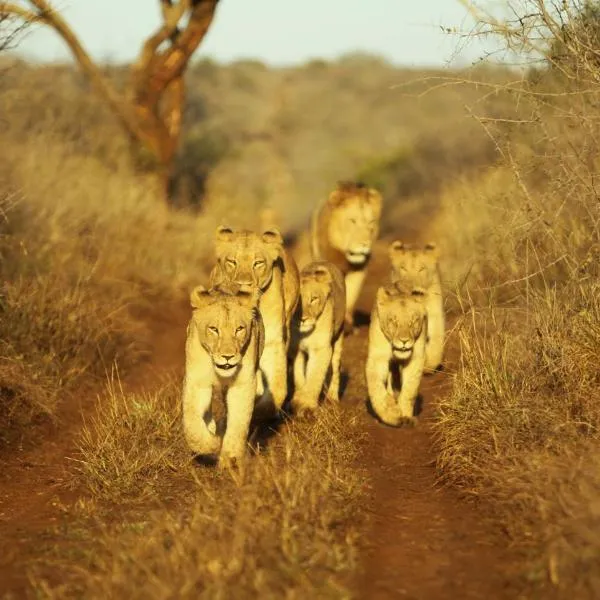 Thanda Safari, hotel di Hluhluwe