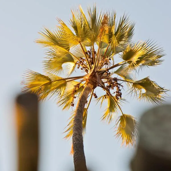 Palmwag Lodge, hotell sihtkohas Palm