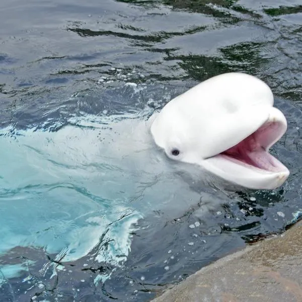 Holiday Inn Express Mystic by IHG, hotel in Mystic