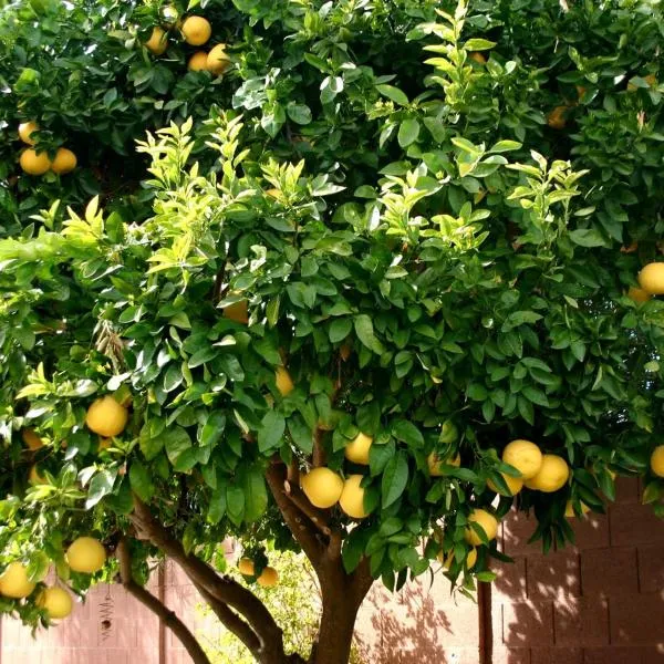 LEMON TREE, hotel en Trogir
