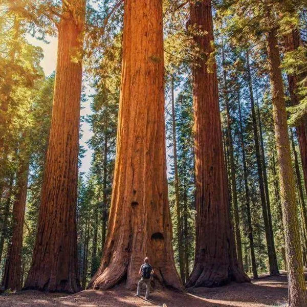 The Sequoia Hut!, hotel a Three Rivers