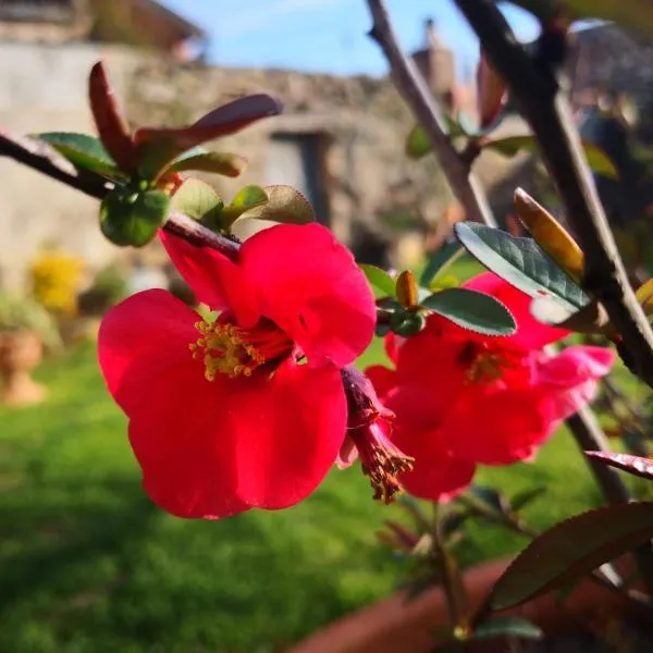 Zia Chiarina, hotel em Villasalto