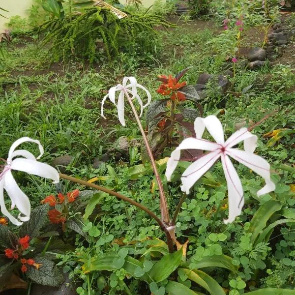 Posada Rural Oasis, hôtel à Los Chiles