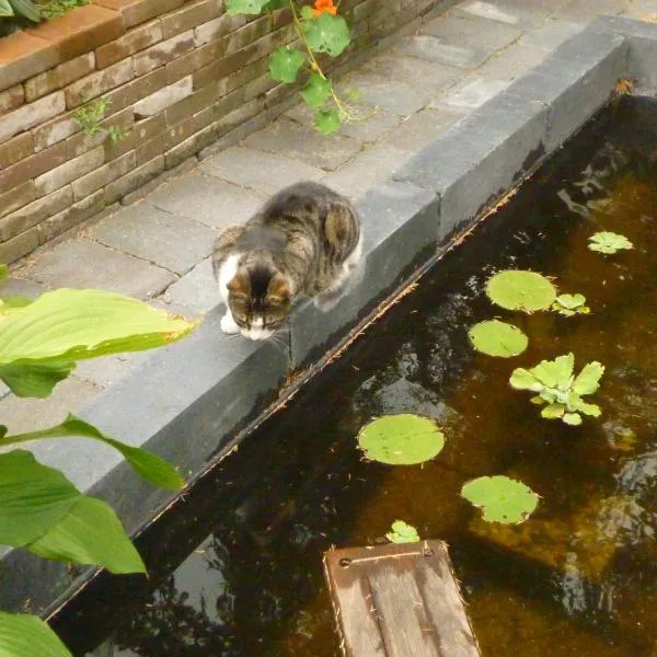 Cessinas, khách sạn ở Groningen