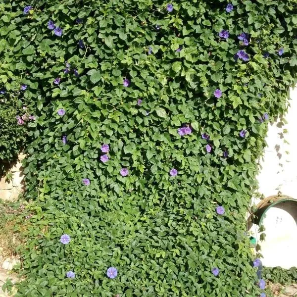 GITE VOLUBILIS BLEU – hotel w mieście Laurens