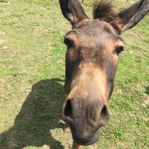 고흐에 위치한 호텔 Nergena Zimmer Frei