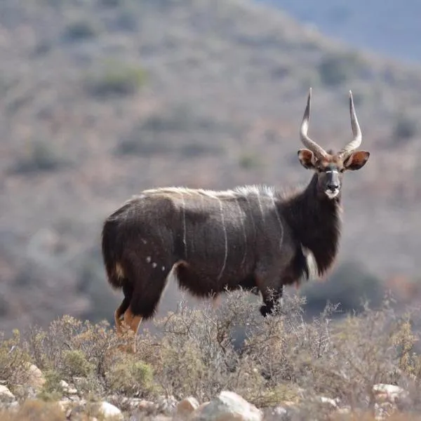 Riverstone Game Farm, hotel v destinaci Ladismith