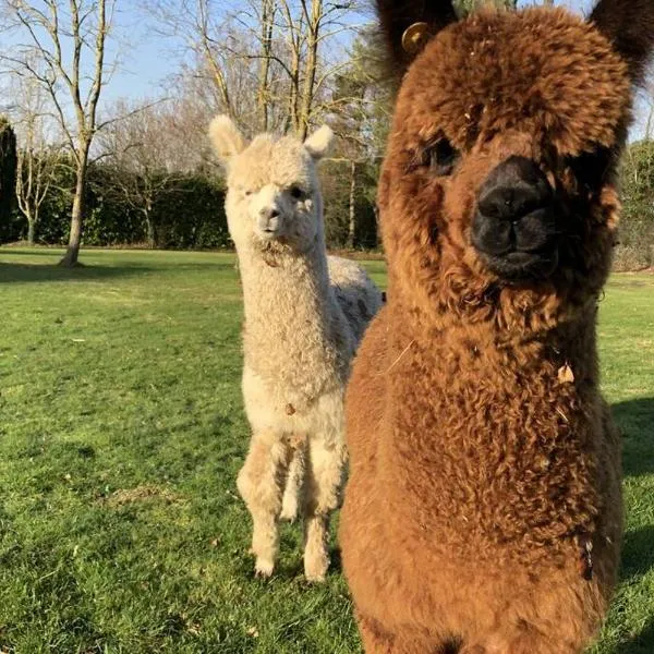 Alpaca Lodge, hotel in Borden