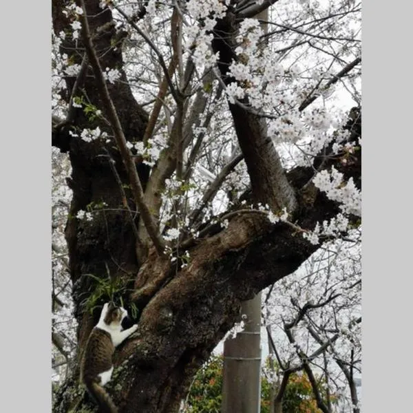 桜薫 熱川駅まで280メートル海水浴場まで500メートル, hotel in Higashiizu