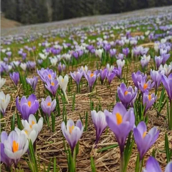 Camere Nordest Sudest- Conca Agordina, hotel di Agordo