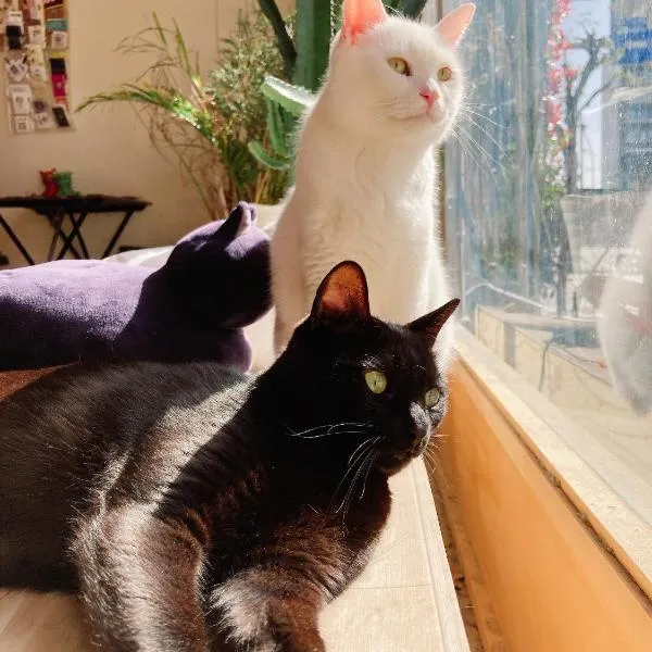 Mad Cat Hostel Osaka & Bar, hotel v Osace