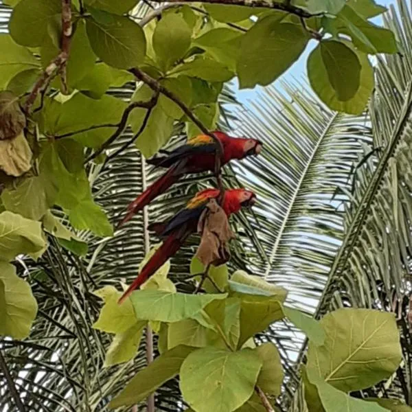 Valles of Osa, hotel Palmar Nortéban