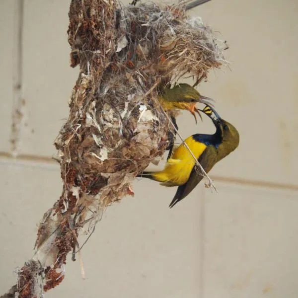 Sunbird Motel, hotel in Townsville