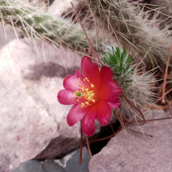 Cabaña Flor de Cardón-Juella., hótel í Juella