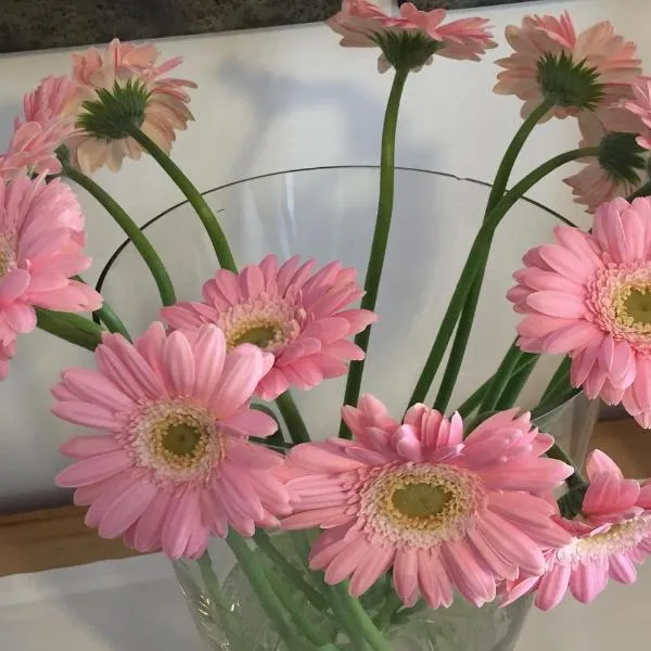 Fedaia Joy B&B, hótel í Canazei