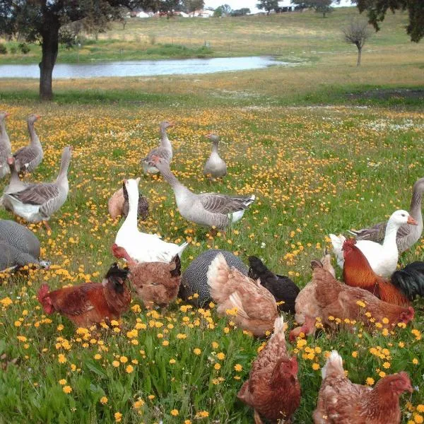 Agro-Turismo Monte da Galega, hotel in Mina de São Domingos