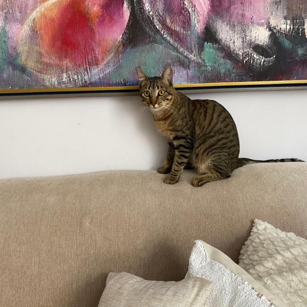 Canto do Gato
