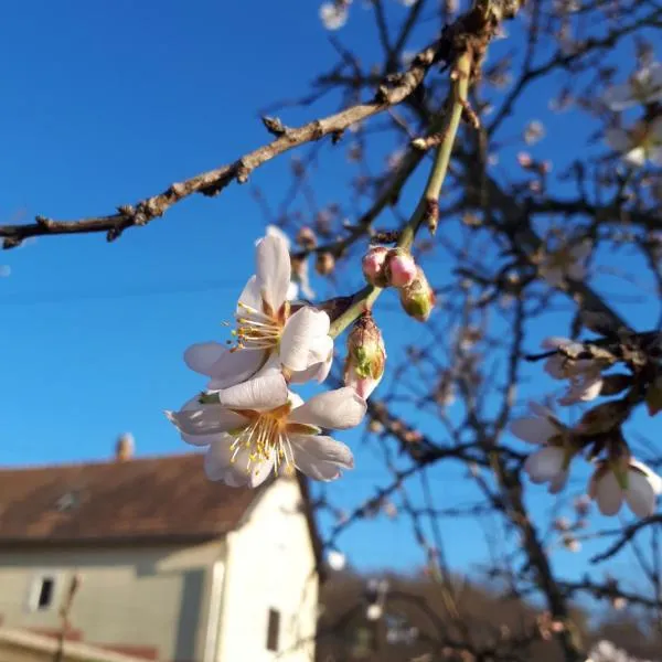 Kéknefelejcs Vendégház, hotel em Tapolca