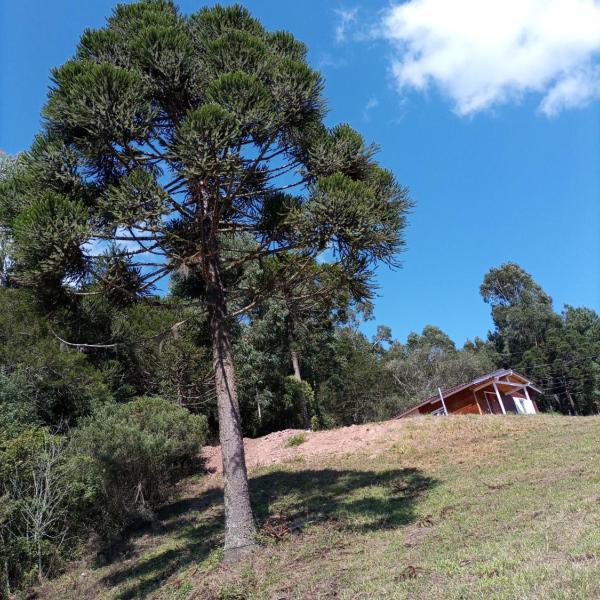 Cabana Uva Niágara - Foto 5